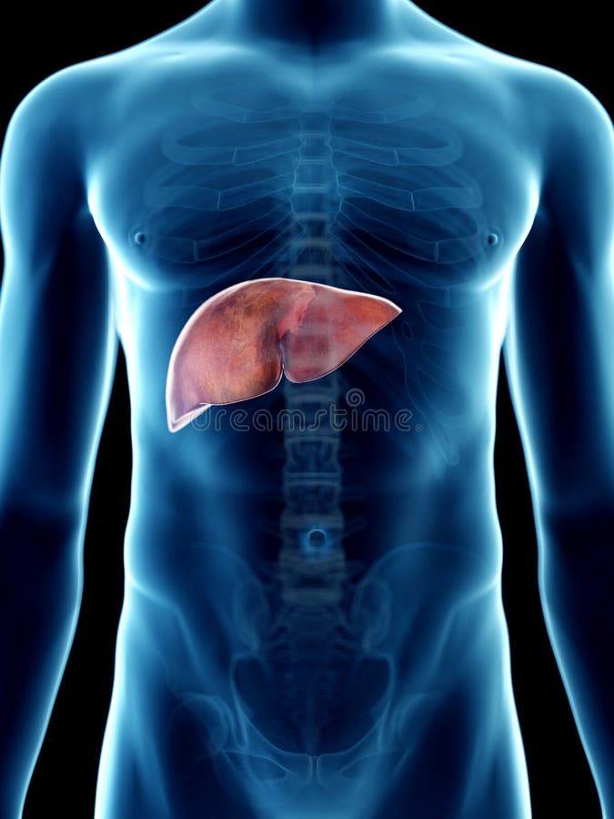 A mans liver stock illustration. Illustration of accurate - 127856321