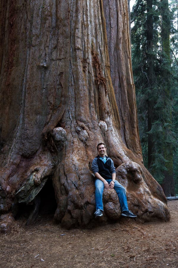 Mansammanträde på en sequoia royaltyfri foto Mansammanträde på en sequoia royaltyfri foto