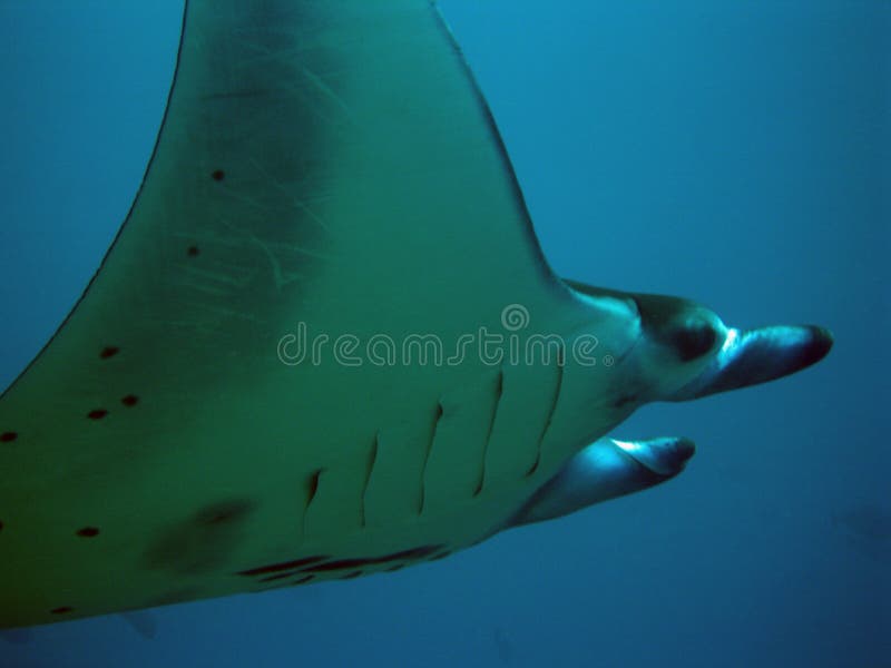 Manta Ray