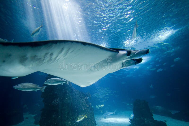 Manta Ray in aquarium stock photo. Image of ocean, sunlight - 8934500