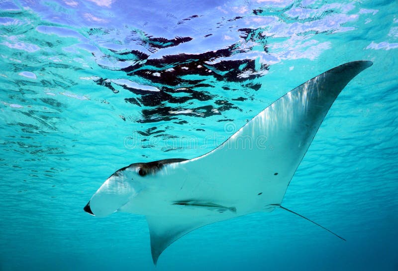manta ray swimming oahu manta ray swimming oahu