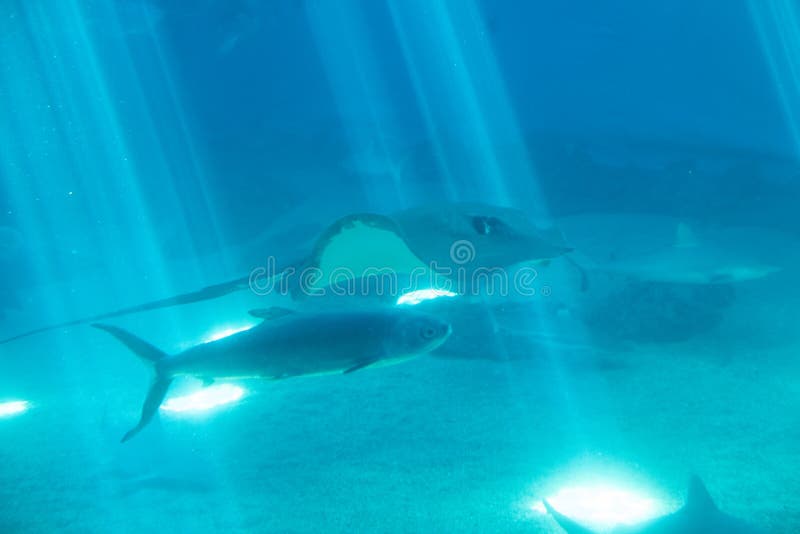 Manta Ray in Hawaii stock image. Image of dangerous - 162704291