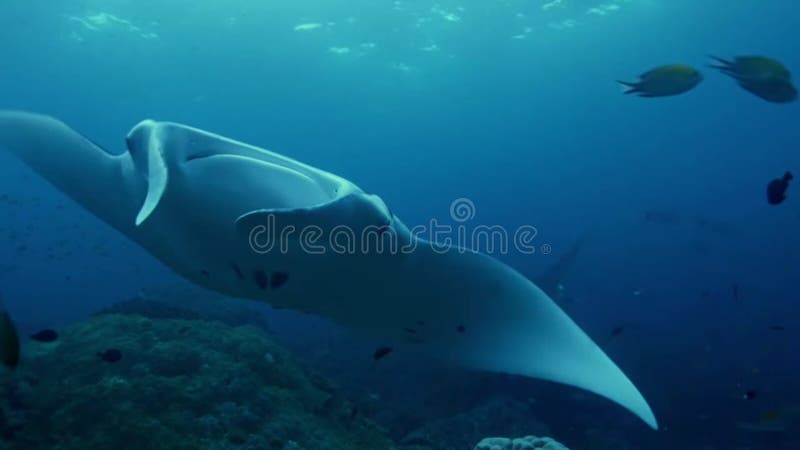 Manta Ray Swimming and Eating Plankton Around in the Ocean Stock Video ... Biology Diagrams