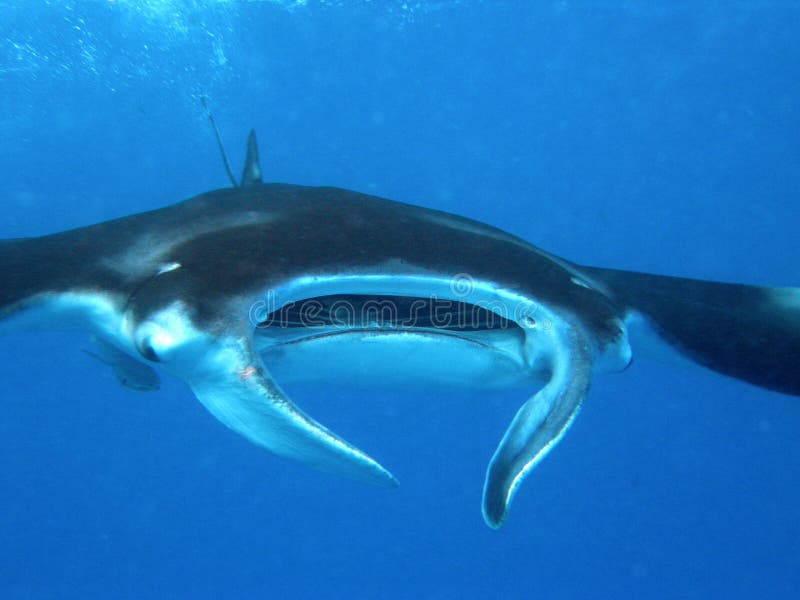 Manta Ray Seychelles