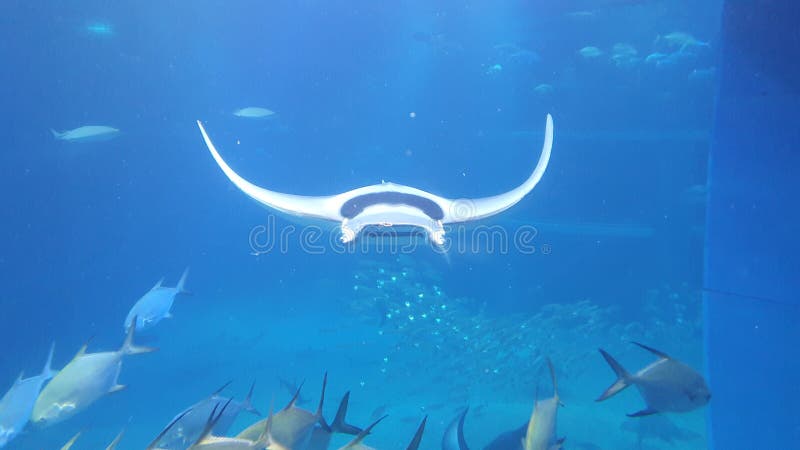 Manta Ray Swimming stock photo. Image of azure, japan - 272177664