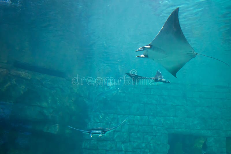 Manta Rays in Aquarium at Seaworld 1 Editorial Stock Photo - Image of