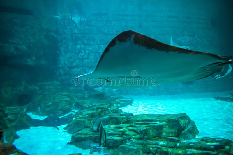 Manta Rays in Aquarium at Seaworld 9 Editorial Photography - Image of