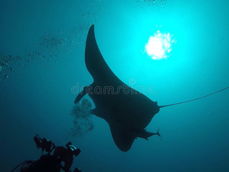 A Manta Ray Swimming in the Ocean Around Maldives Stock Image - Image