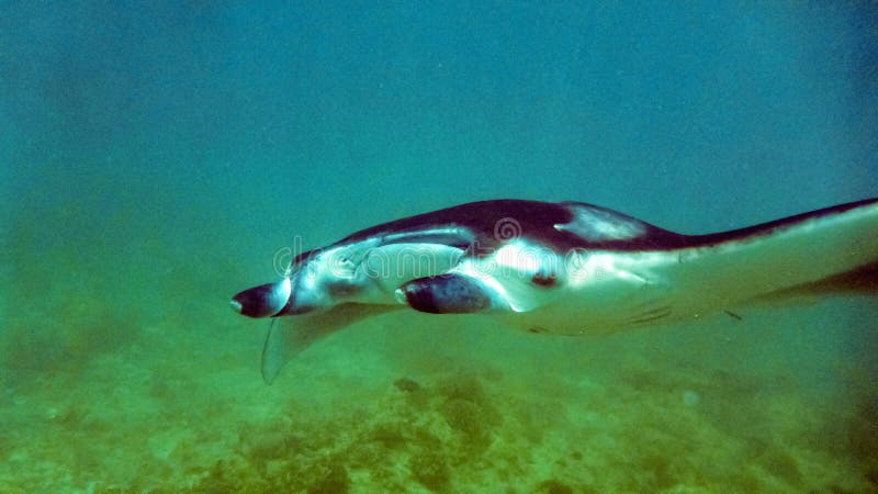 Manta в голубой предпосылке, Мальдивы стоковые фото Manta в голубой предпосылке, Мальдивы стоковые фото