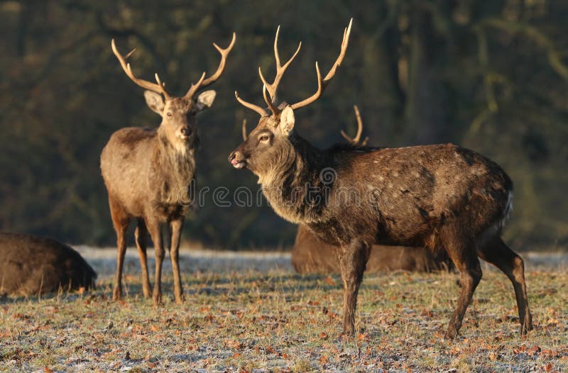 Mantchuricus du Nippon de Cervus de cerfs communs de Sika de Mandchou à la première lumière un matin froid givré image stock Mantchuricus du Nippon de Cervus de cerfs communs de Sika de Mandchou à la première lumière un matin froid givré image stock