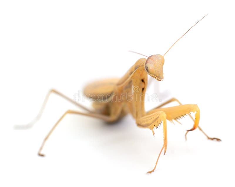 Mantide religiosa marrone isolata su sfondo bianco fotografie stock