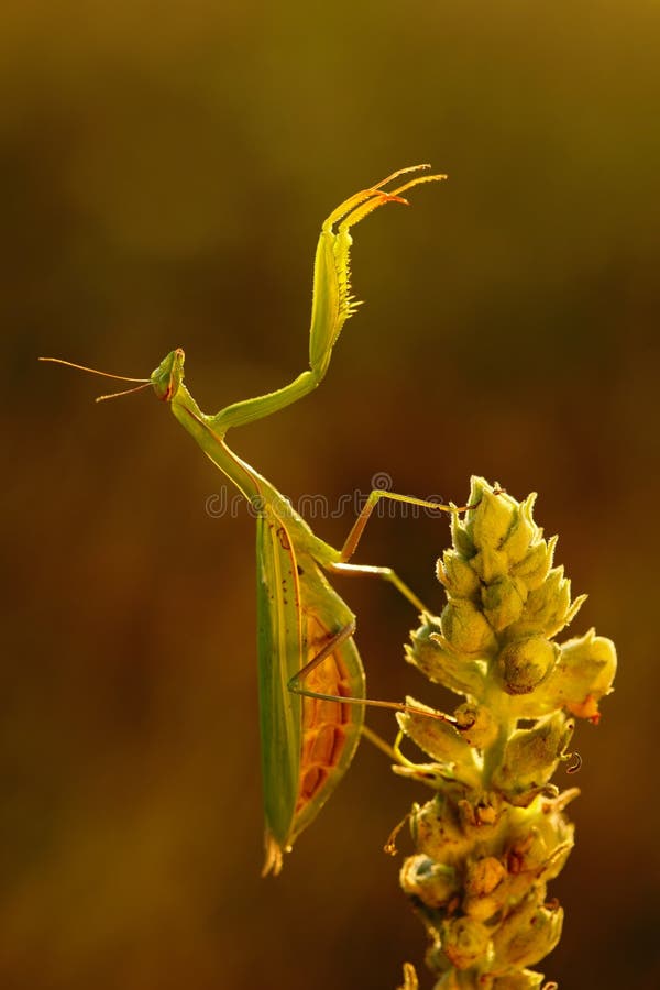 Mantis on flower, Mantis religiosa, beautiful evening sunan. Mantis on flower, Mantis religiosa, beautiful evening sunan