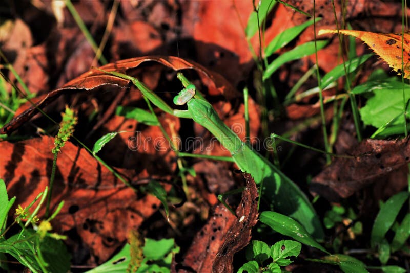mantis image stock mantis image stock