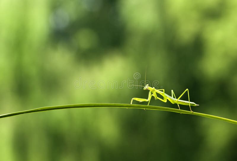Mantis images libres de droits Mantis images libres de droits