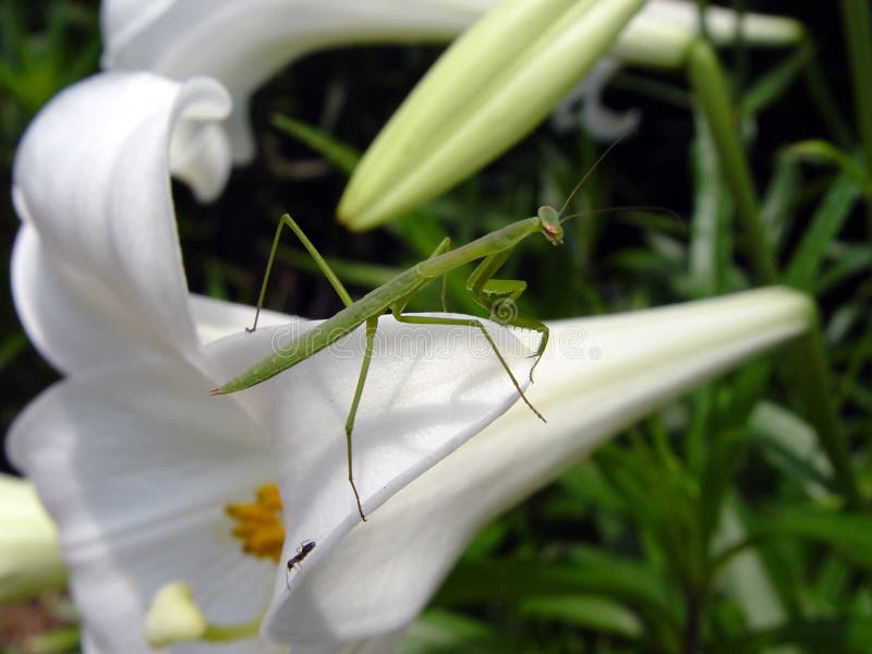 Mantis photographie stock Mantis photographie stock
