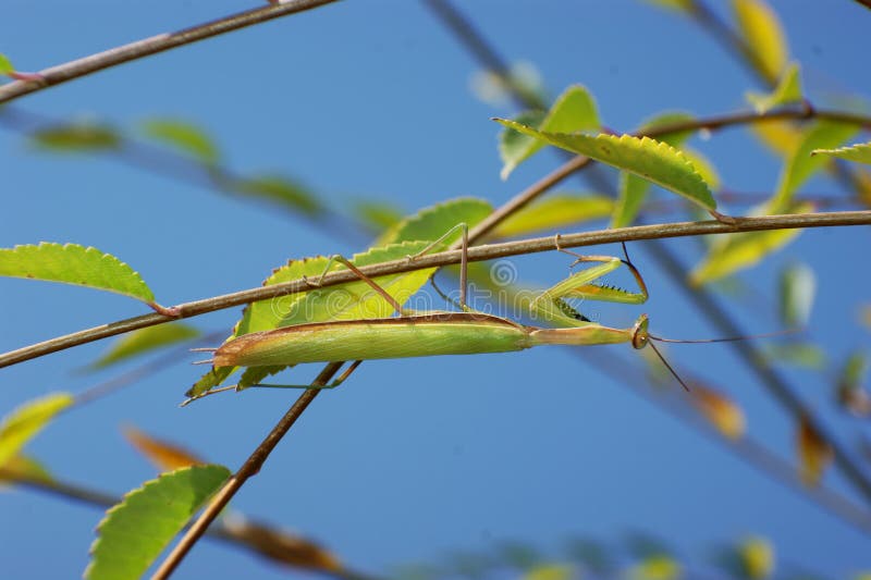 Mantis royalty free stock image
