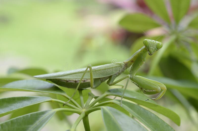 Mantis stock image