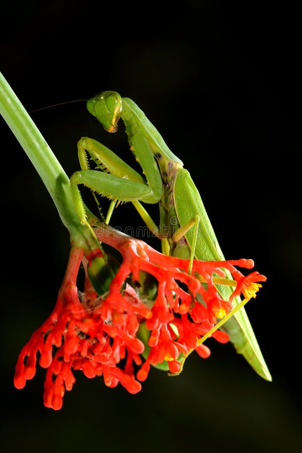 Mantis