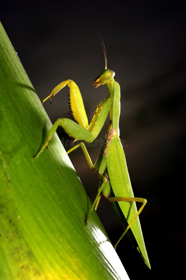 Mantis stock photography