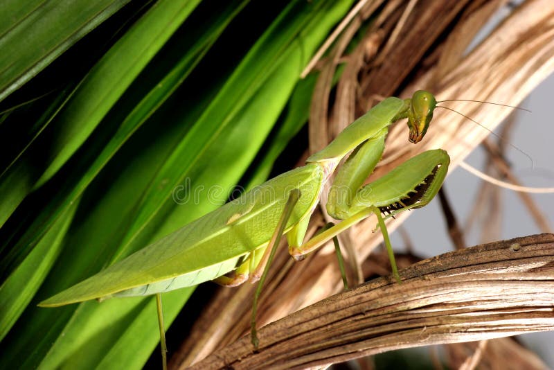 Mantis