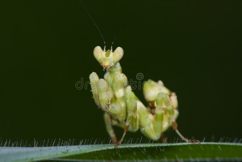 Mantis asiatique de fleur image stock Mantis asiatique de fleur image stock