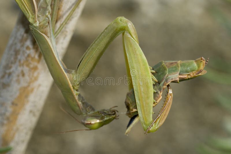 Mantis che mangia il primo piano del compagno