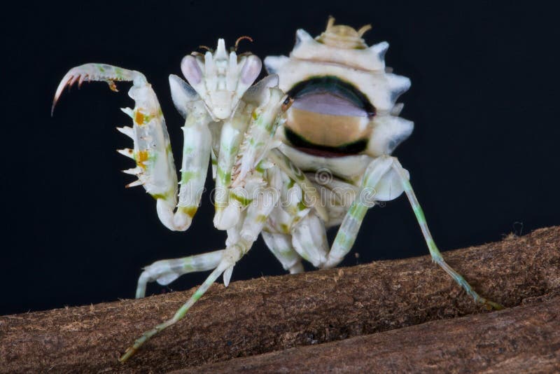 Mantis de fleur photos stock Mantis de fleur photos stock