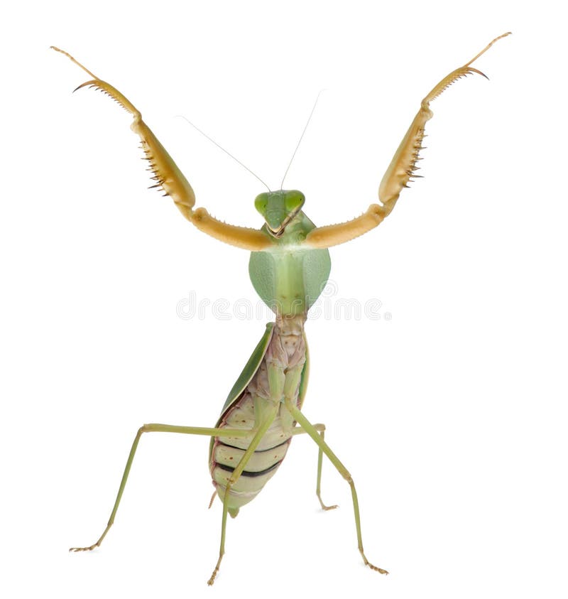 Mantis de prière femelle, Rhombodera Basalis photos libres de droits
