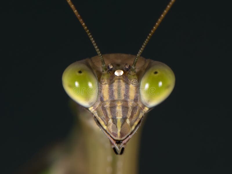 Mantis di preghiera immagine stock libera da diritti Mantis di preghiera immagine stock libera da diritti