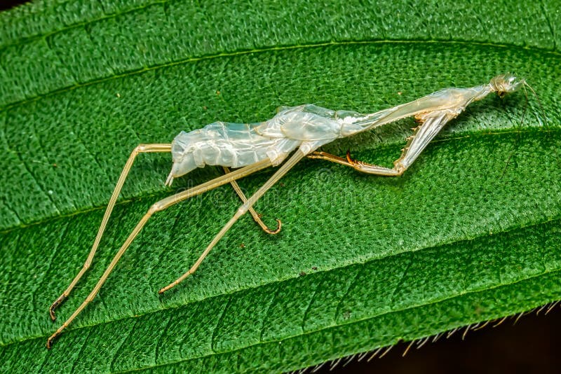 972 Exoskeleton Leaf Stock Photos - Free & Royalty-Free Stock Photos from Dreamstime 972 Exoskeleton Leaf Stock Photos - Free & Royalty-Free Stock Photos from Dreamstime