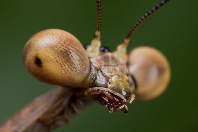 Macro portrait shot of a mantis eyes/face. Macro portrait shot of a mantis eyes/face