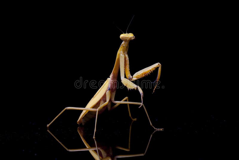 Mantis Hierodula membranacea gigante asiática fotos de archivo