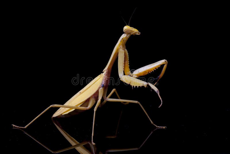 Mantis Hierodula membranacea gigante asiática imagen de archivo libre de regalías