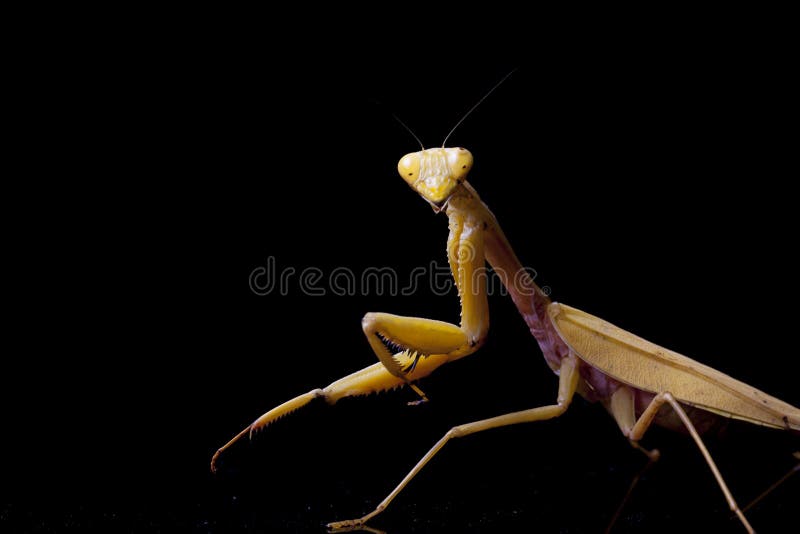 Mantis Hierodula membranacea gigante asiática imagen de archivo