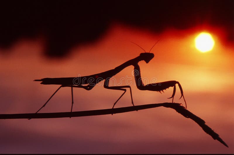 Mantis im Sonnenuntergang stockfotos Mantis im Sonnenuntergang stockfotos