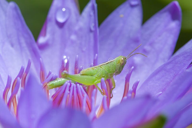 Praying mantis on a lotus. stock image. Image of mantodea 27449137