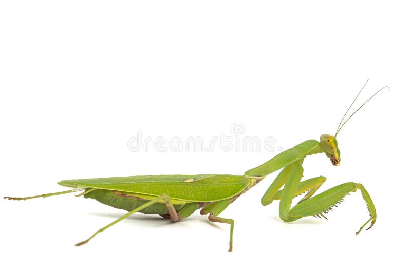 Mantis ordinary or mantis religious, isolated on white background