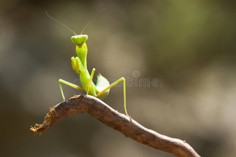 Beauty praying mantis on the blured background. Beauty praying mantis on the blured background.