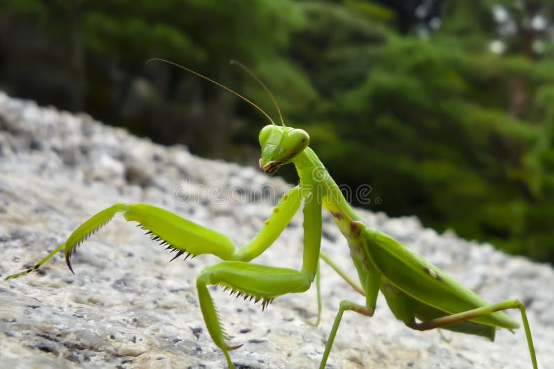 Close up of praying mantis walking on stone ground against a blurred background in Japan. Close up of praying mantis walking on stone ground against a blurred background in Japan