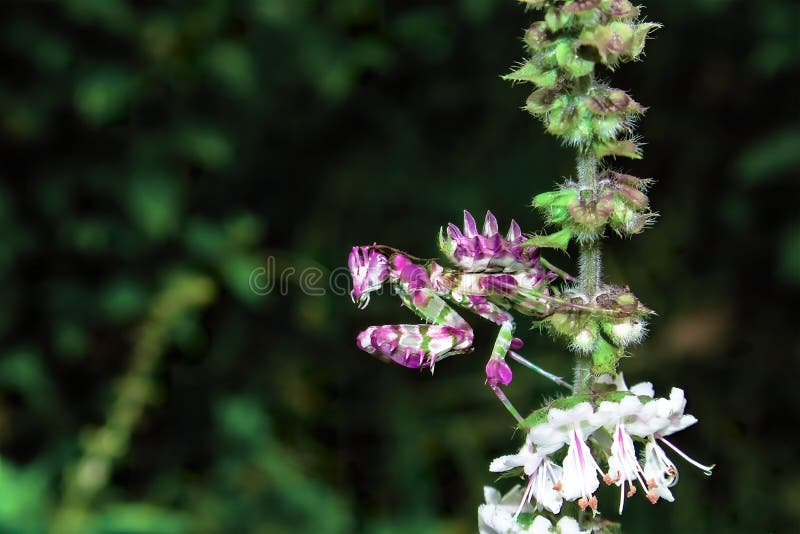 Mantis pseudocreobotra wahlbergii zdjęcia stock