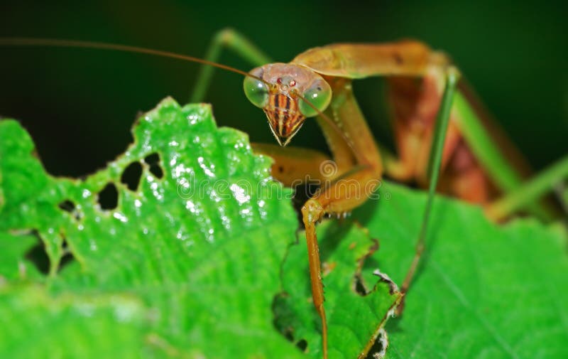 Mantis rapinando imagem de stock Mantis rapinando imagem de stock