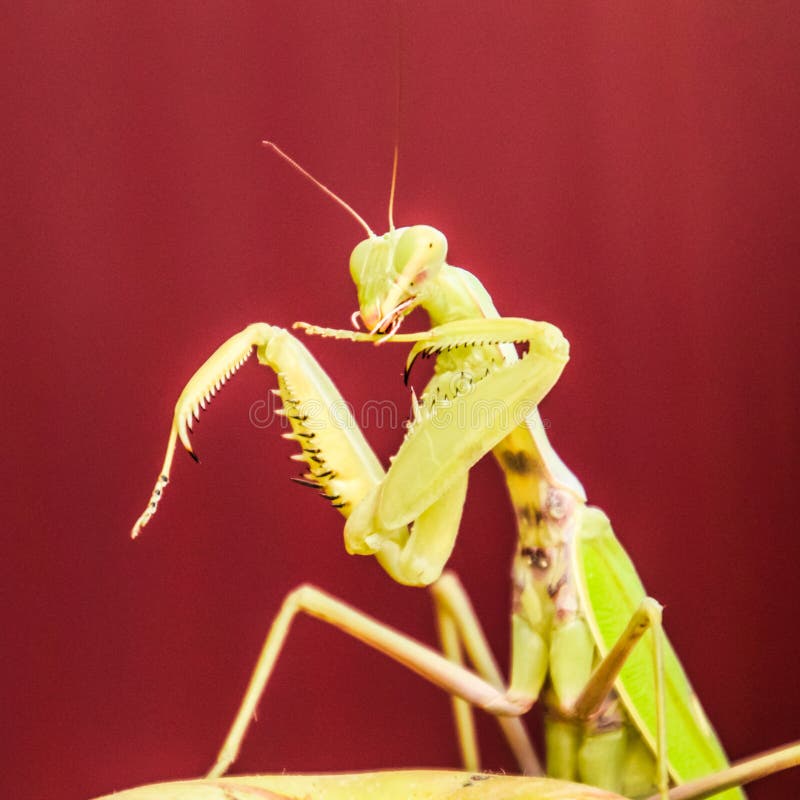 Mantis on a Red Background. Mating Mantises. Mantis Insect Predator