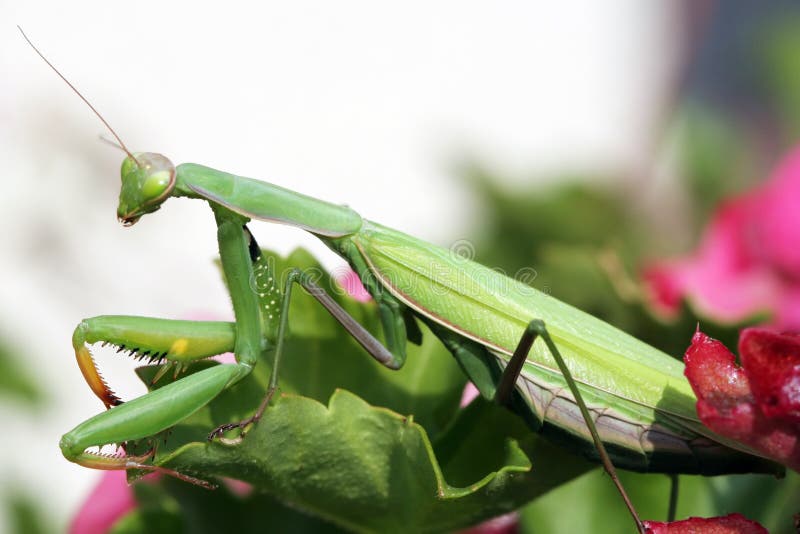 Mantis religiosa