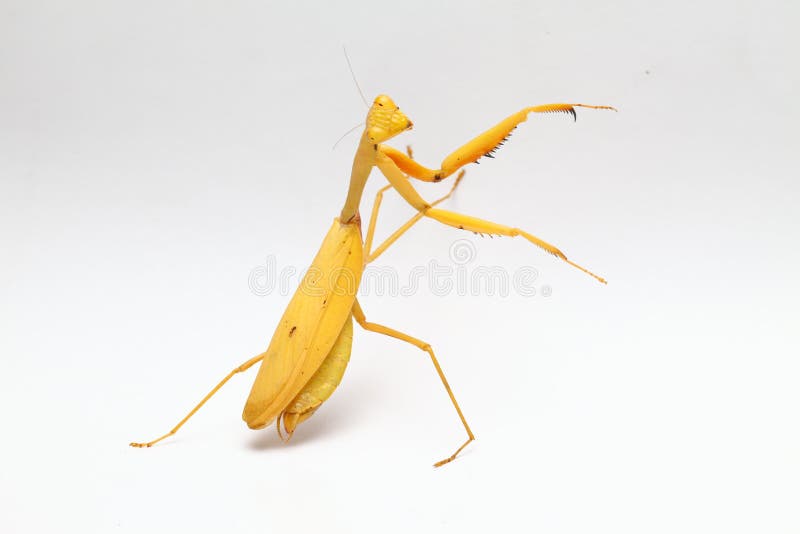 Mantis religiosa amarilla en el fondo blanco fotografía de archivo
