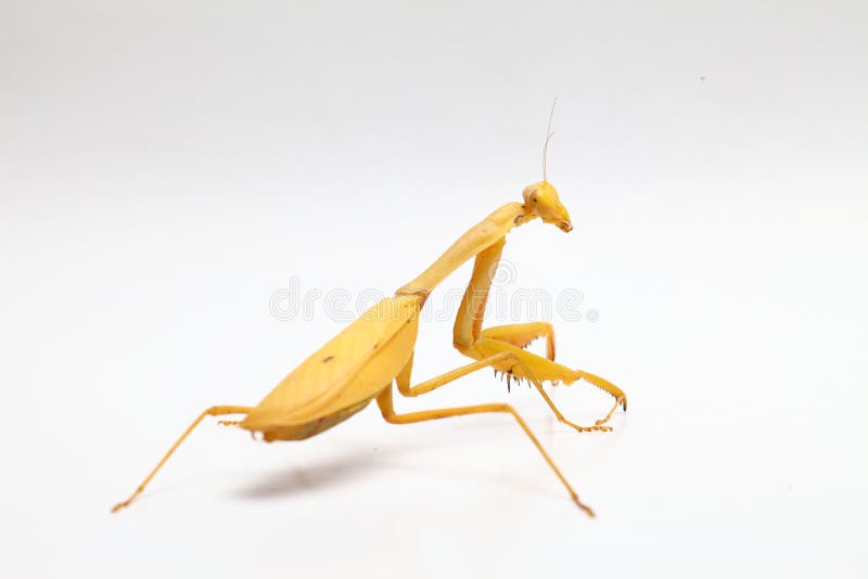 Mantis religiosa amarilla en el fondo blanco fotos de archivo