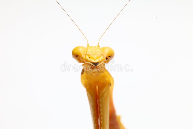 Mantis religiosa amarilla en el fondo blanco foto de archivo libre de regalías