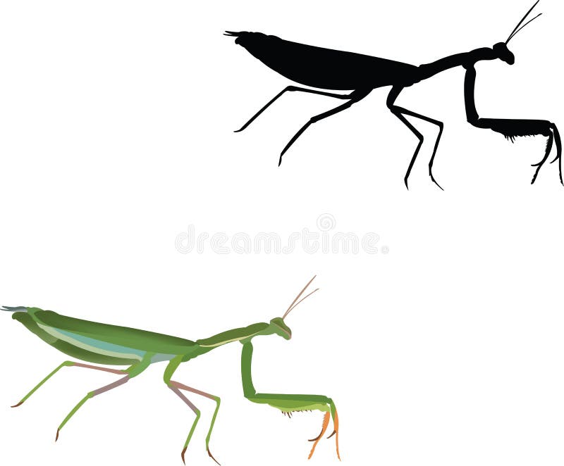 Mantis religiosa del depredador de los insectos invertebrados ilustración del vector Mantis religiosa del depredador de los insectos invertebrados ilustración del vector