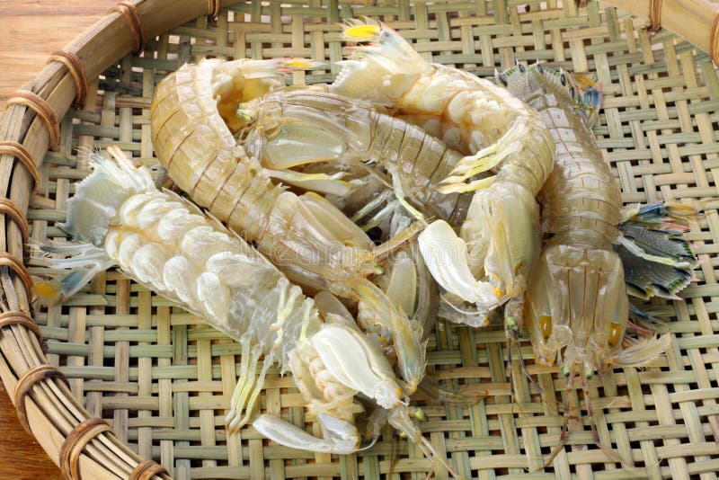 Mantis Shrimp