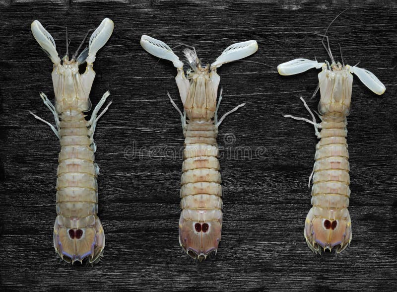 Mantis Shrimp on the black background