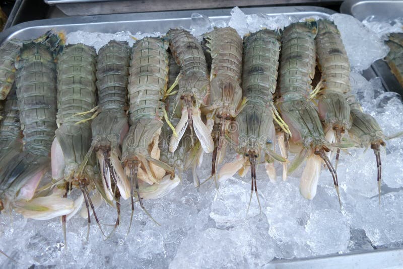 Mantis shrimp on ice